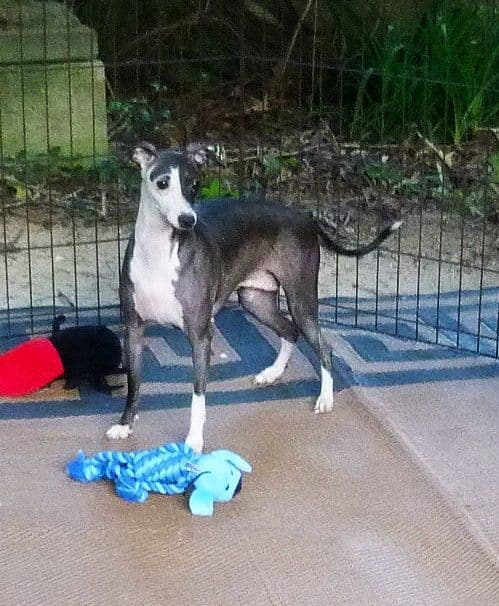 Italian Greyhound girl media 12