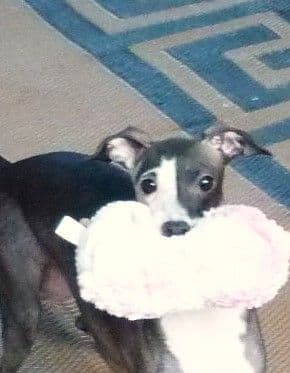 Italian Greyhound girl media 13