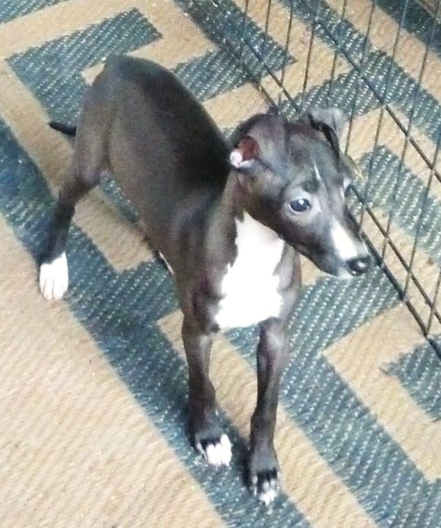 Italian Greyhound girl media 6
