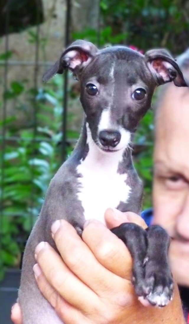 Italian Greyhound girl media 2