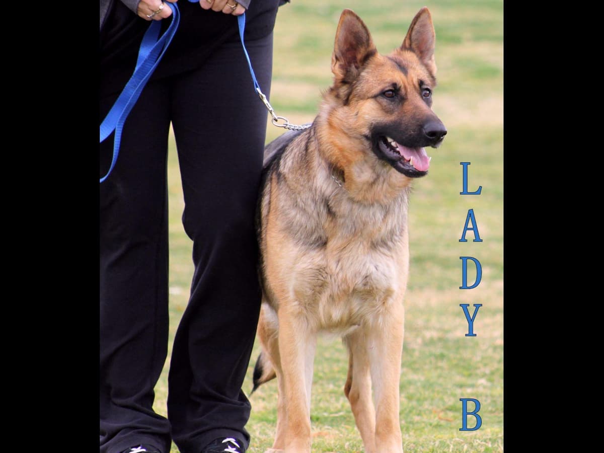 German Shepherd Puppies-unmatched quality, temperament, and purpose. breeder image 3