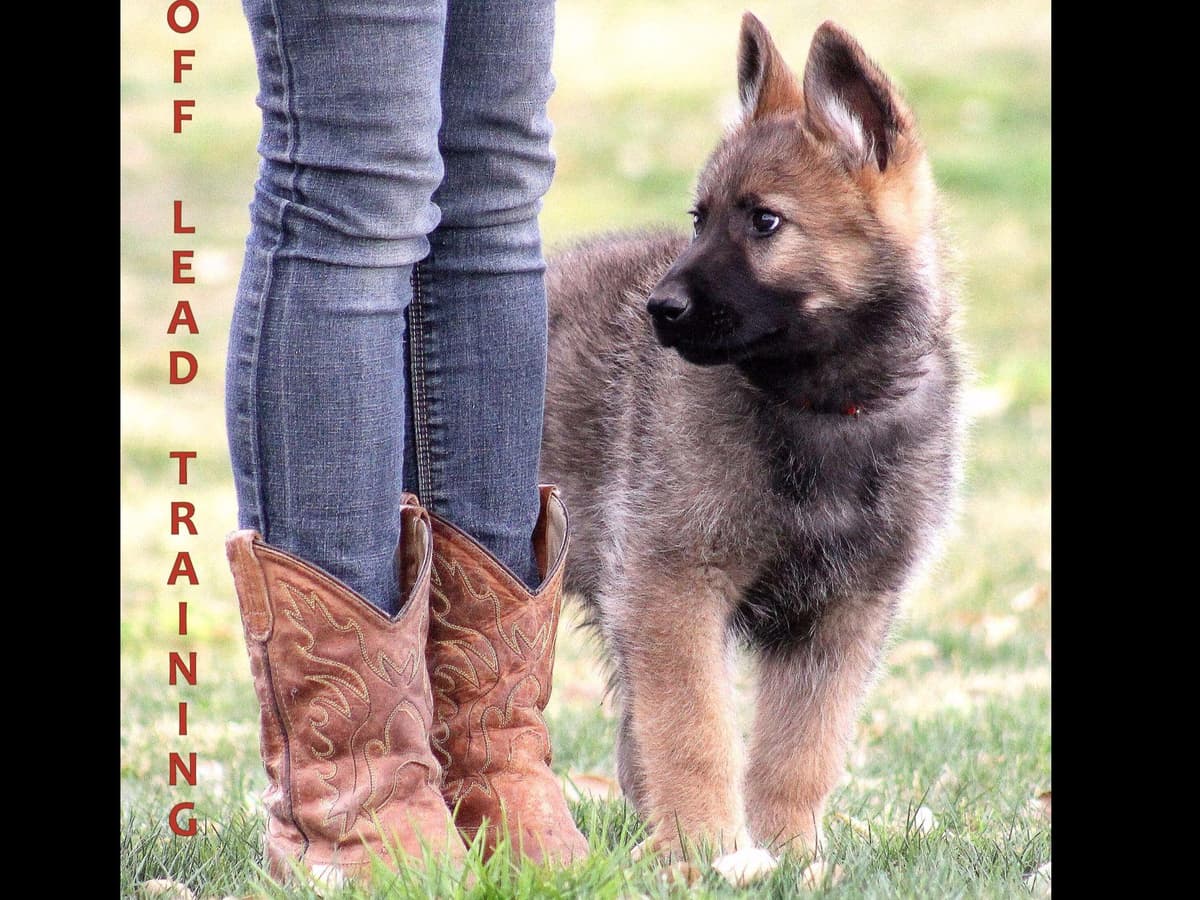 German Shepherd Puppies-unmatched quality, temperament, and purpose. breeder image 4