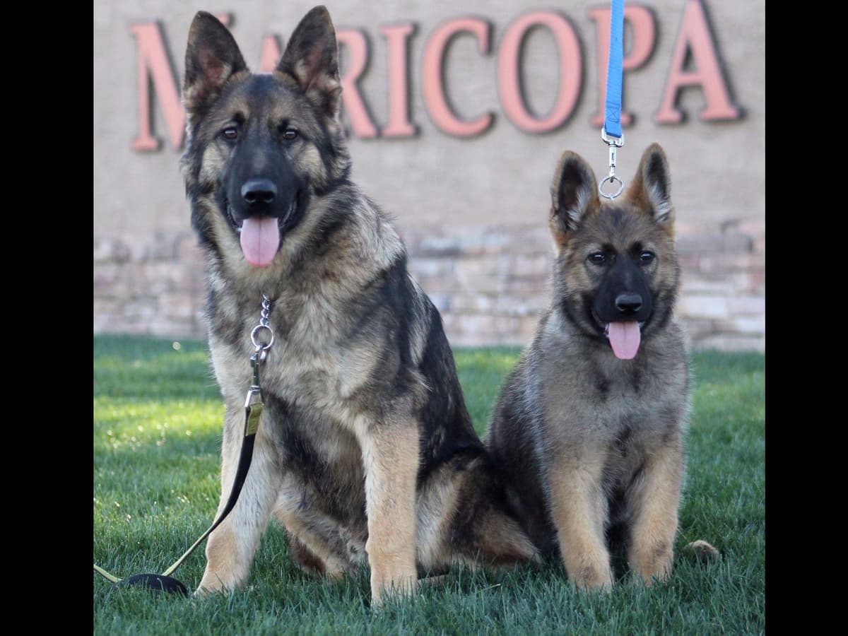 German Shepherd Puppies-unmatched quality, temperament, and purpose. breeder image 6