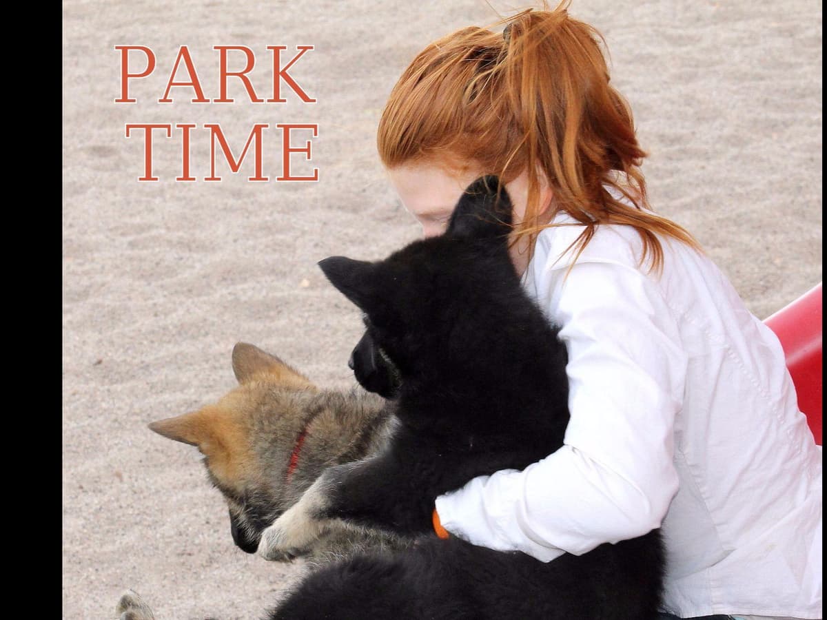 German Shepherd Puppies-unmatched quality, temperament, and purpose. breeder image 7