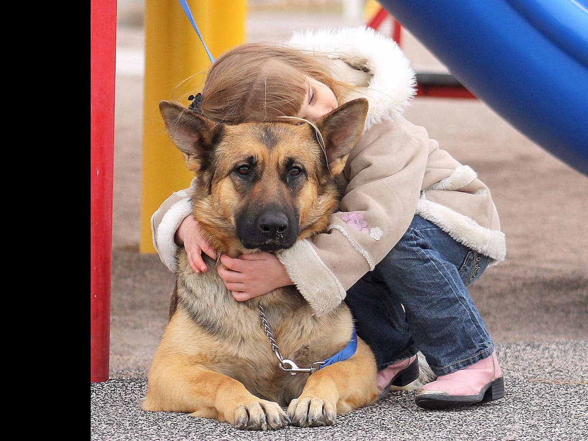German Shepherd Puppies-unmatched quality, temperament, and purpose. breeder image 8