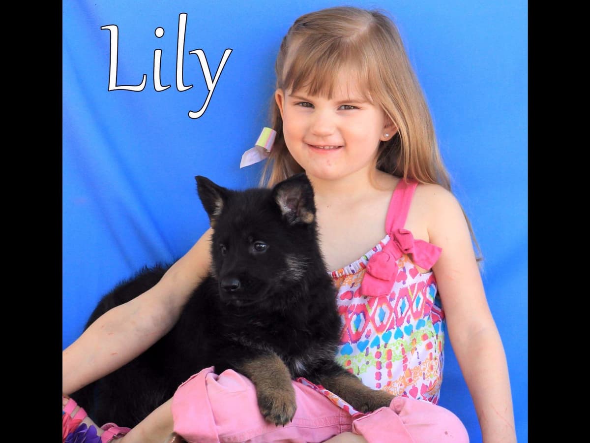 German Shepherd Puppies-unmatched quality, temperament, and purpose. breeder image 9