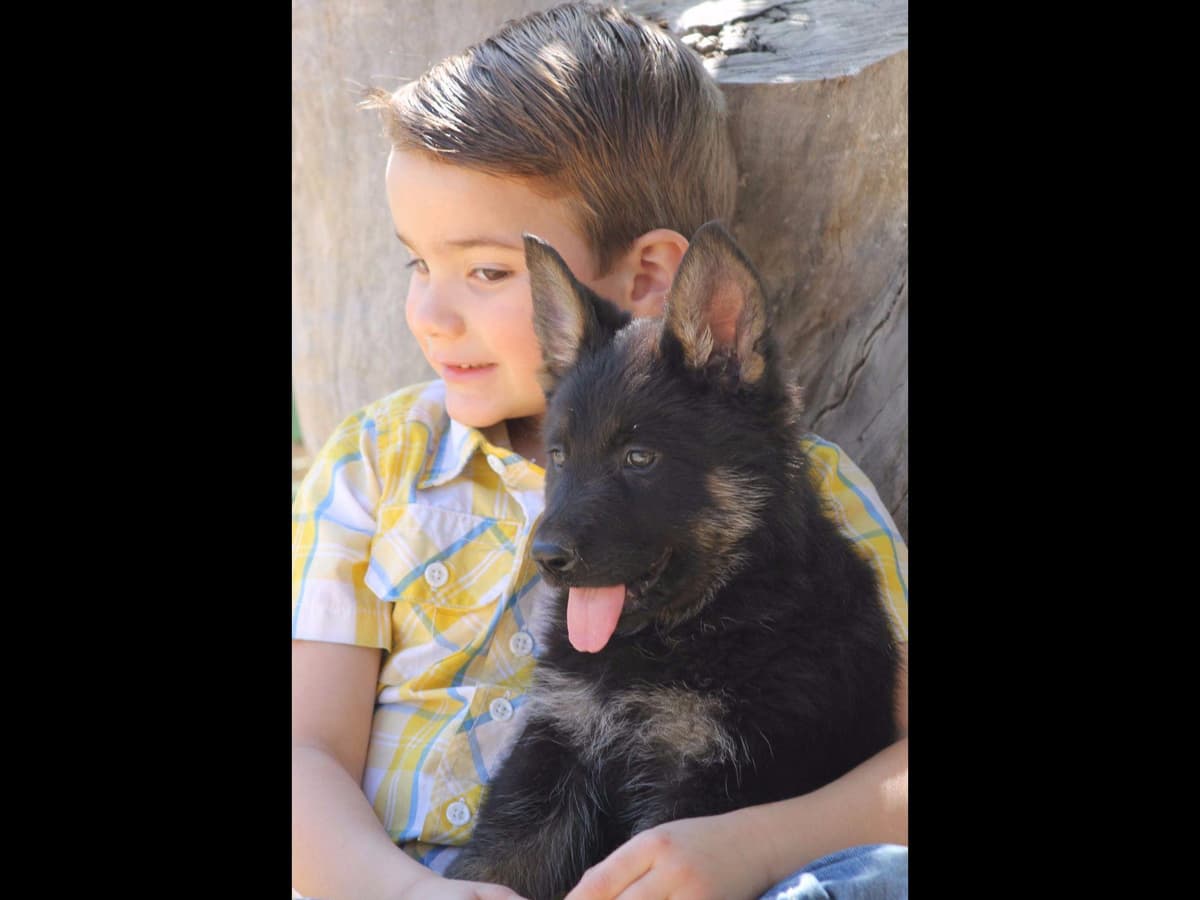German Shepherd Puppies-unmatched quality, temperament, and purpose. breeder image 10