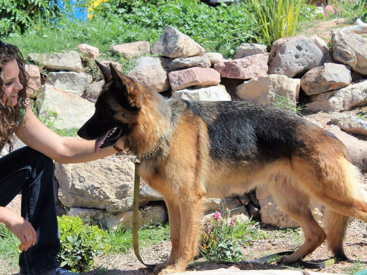 German Shepherd Puppies-unmatched quality, temperament, and purpose. breeder image 11