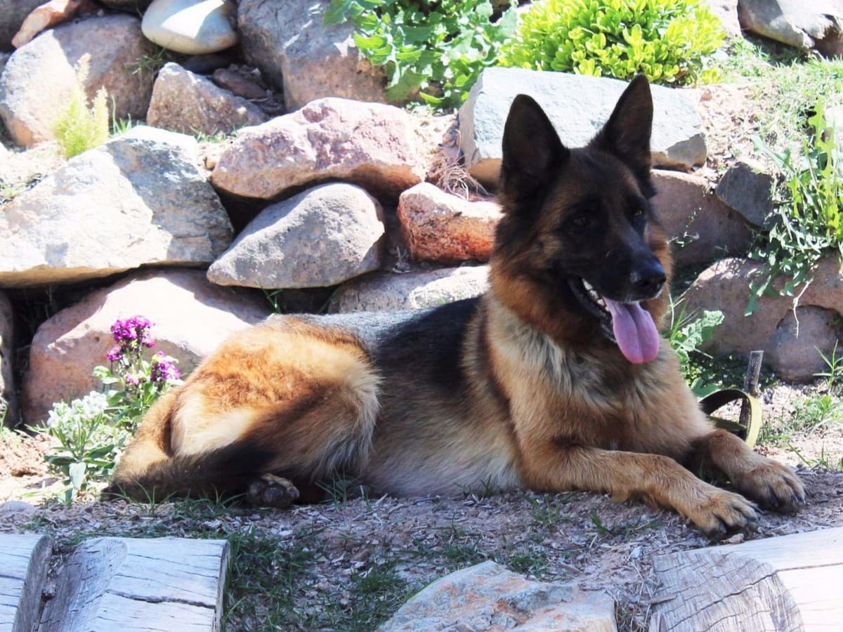 German Shepherd Puppies-unmatched quality, temperament, and purpose. breeder image 12