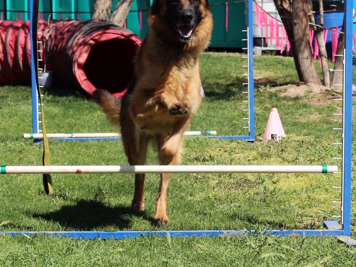 German Shepherd Puppies-unmatched quality, temperament, and purpose. breeder image 13