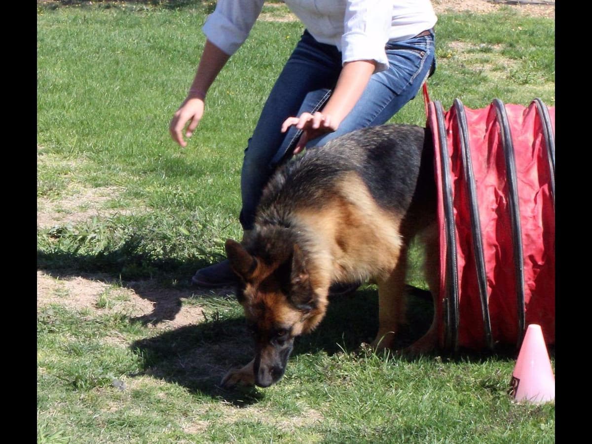 German Shepherd Puppies-unmatched quality, temperament, and purpose. breeder image 15