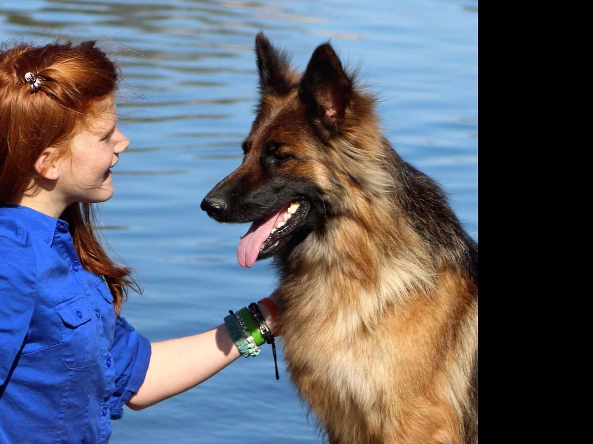 German Shepherd Puppies-unmatched quality, temperament, and purpose. breeder image 17