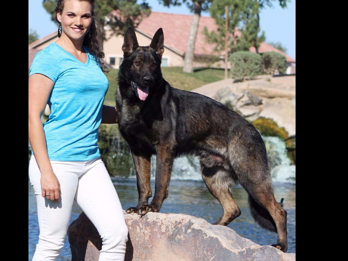 German Shepherd Puppies-unmatched quality, temperament, and purpose. breeder image 18