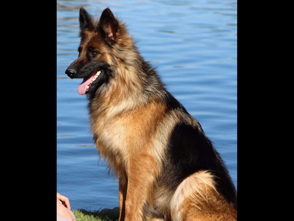 German Shepherd Puppies-unmatched quality, temperament, and purpose. breeder image 19