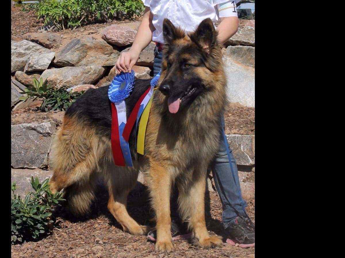 German Shepherd Puppies-unmatched quality, temperament, and purpose. breeder image 21