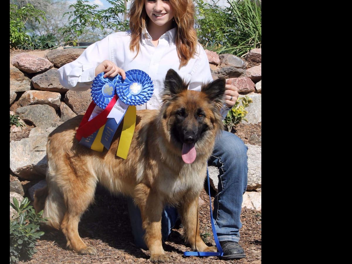 German Shepherd Puppies-unmatched quality, temperament, and purpose. breeder image 23