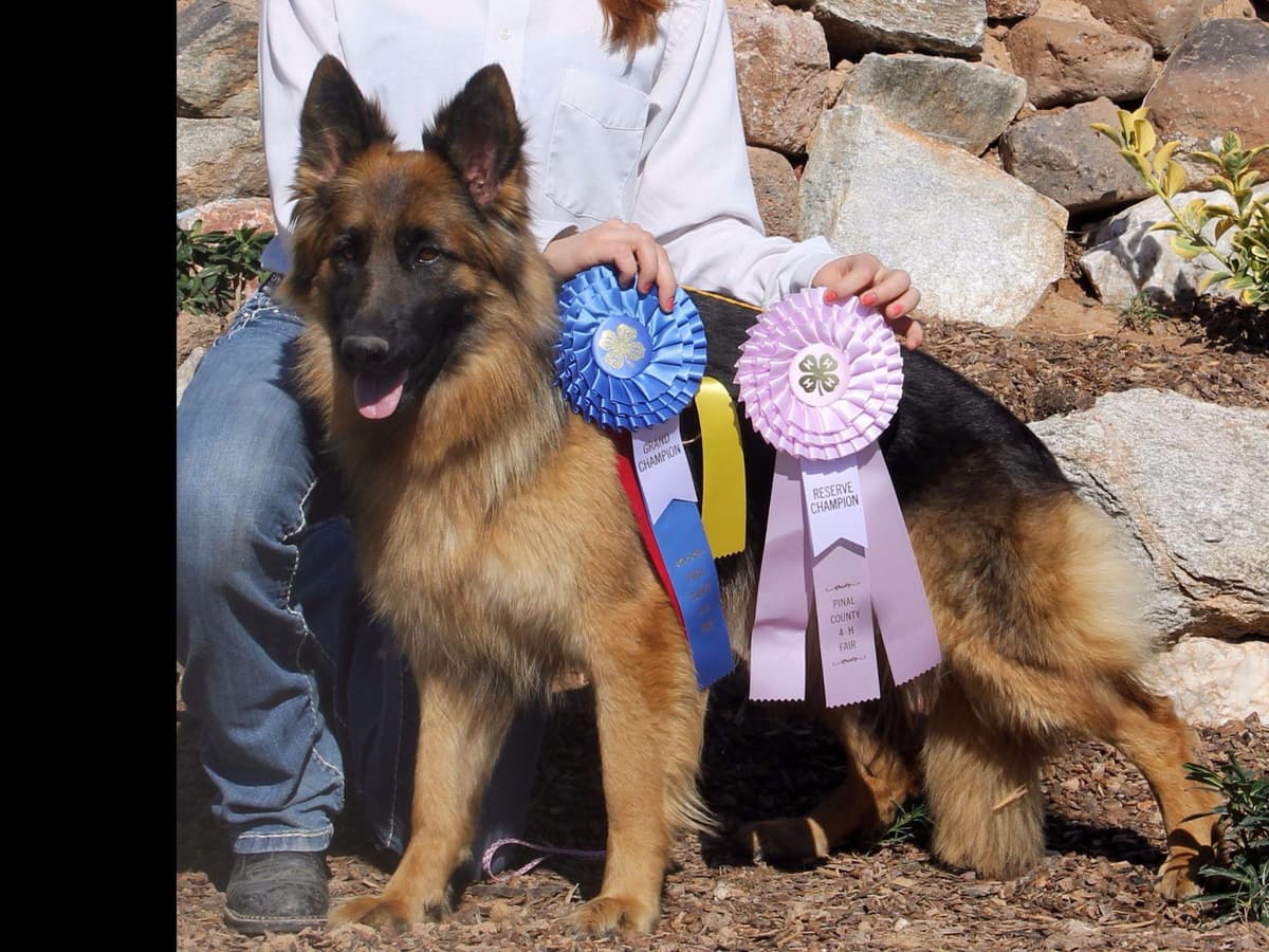 German Shepherd Puppies-unmatched quality, temperament, and purpose. breeder image 24