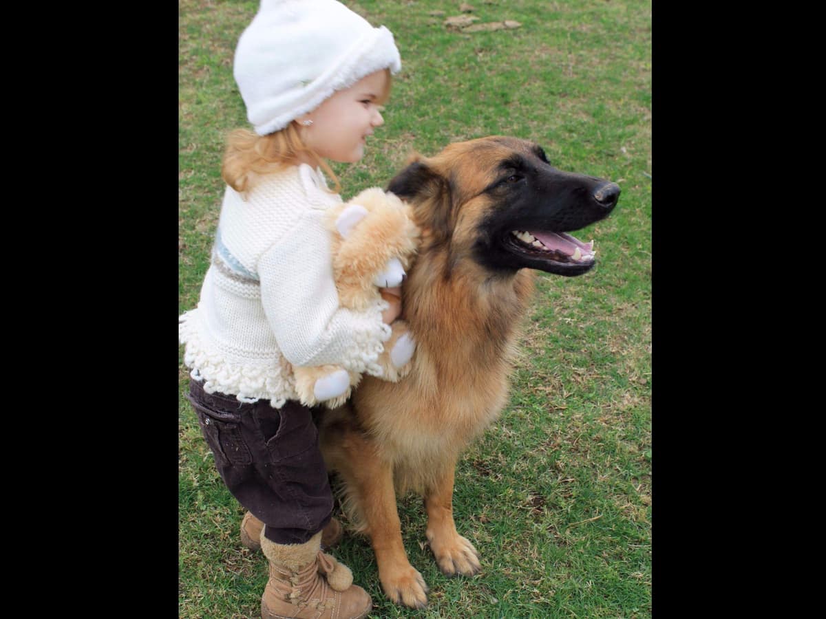 German Shepherd Puppies-unmatched quality, temperament, and purpose. breeder image 25