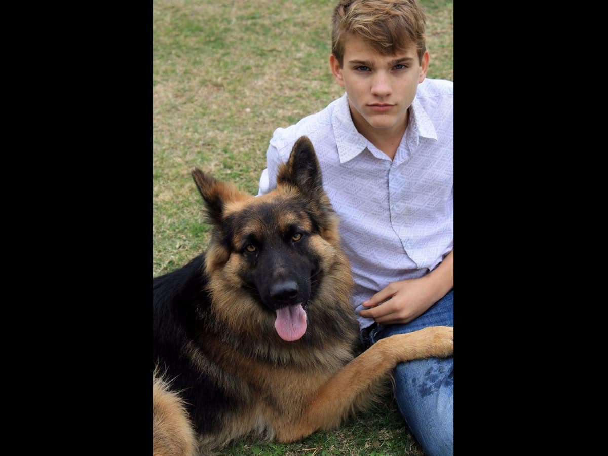 German Shepherd Puppies-unmatched quality, temperament, and purpose. breeder image 26