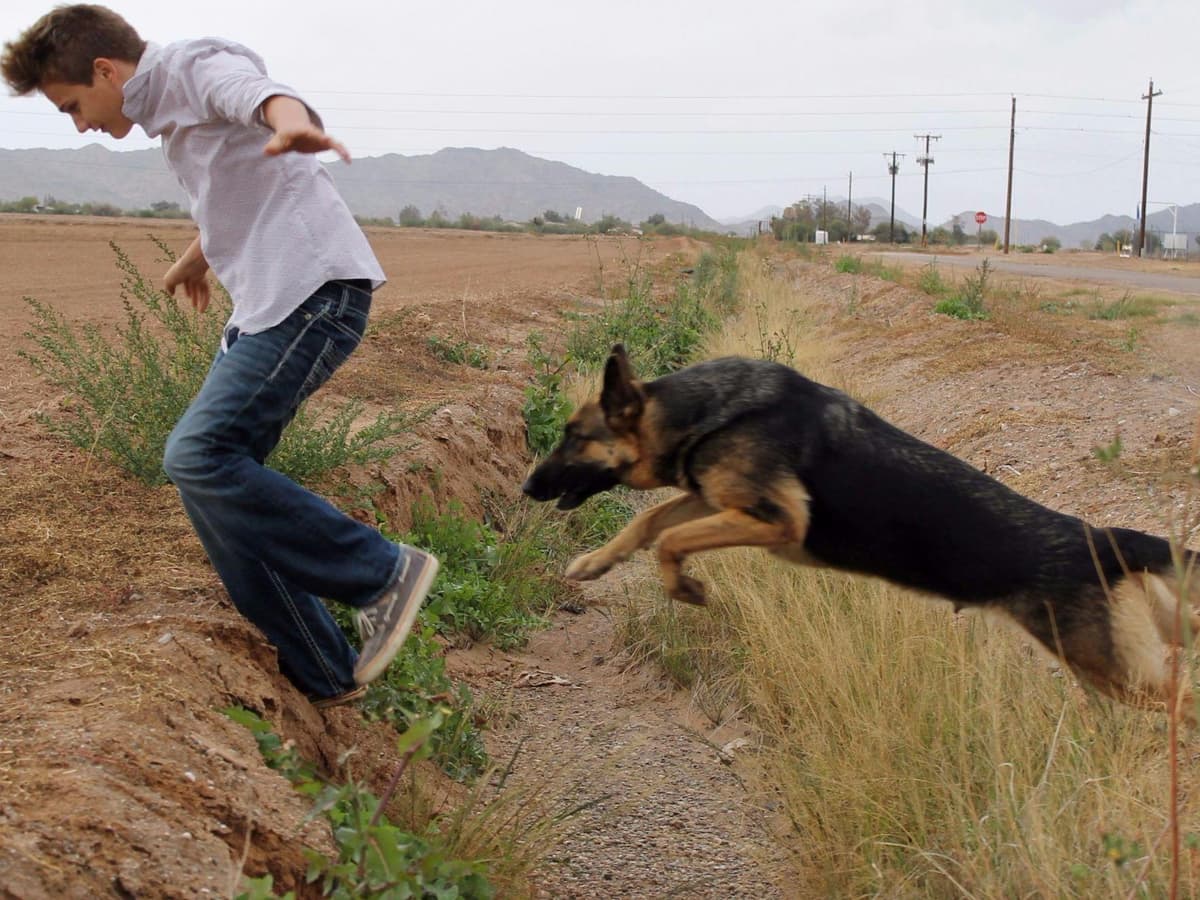German Shepherd Puppies-unmatched quality, temperament, and purpose. breeder image 27