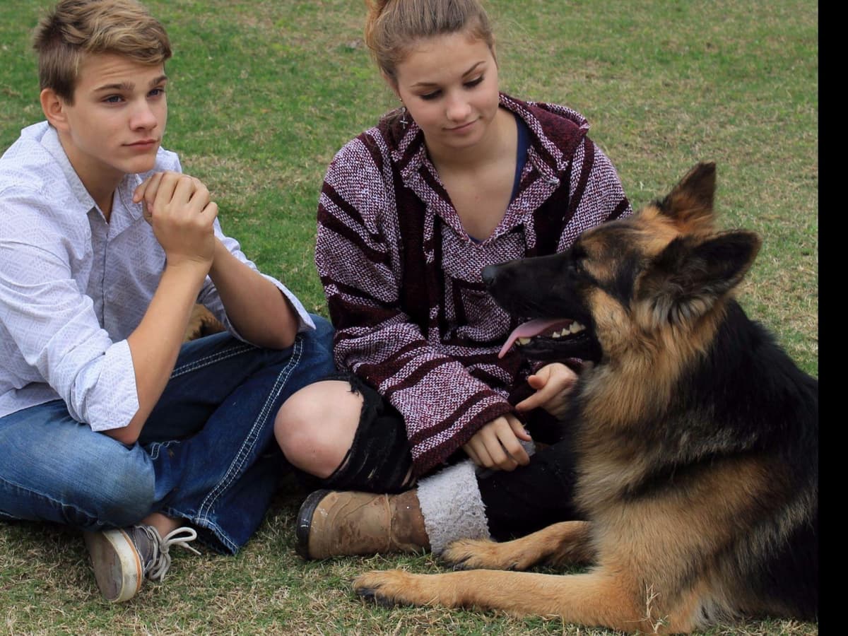 German Shepherd Puppies-unmatched quality, temperament, and purpose. breeder image 28