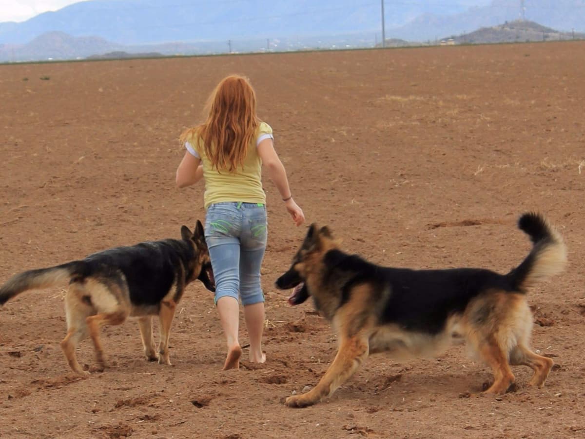 German Shepherd Puppies-unmatched quality, temperament, and purpose. breeder image 29