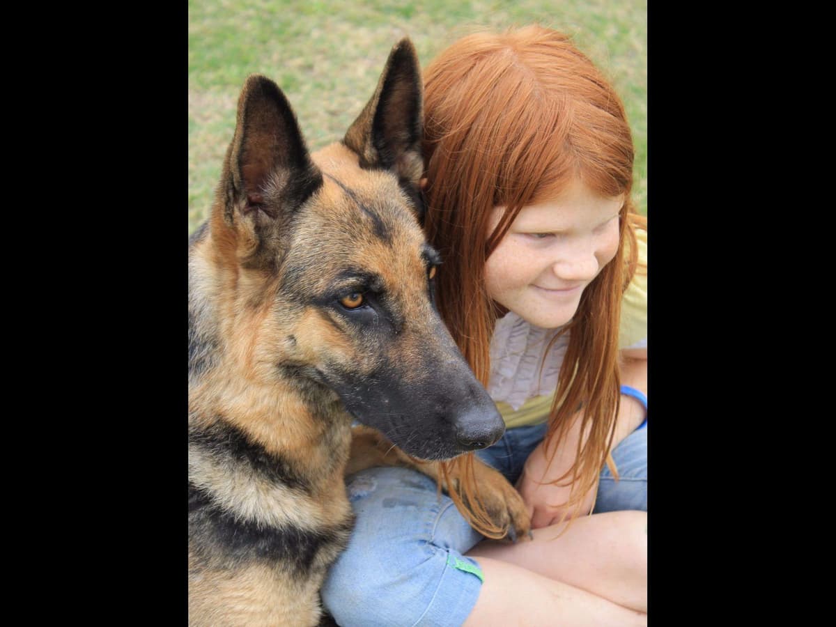German Shepherd Puppies-unmatched quality, temperament, and purpose. breeder image 30