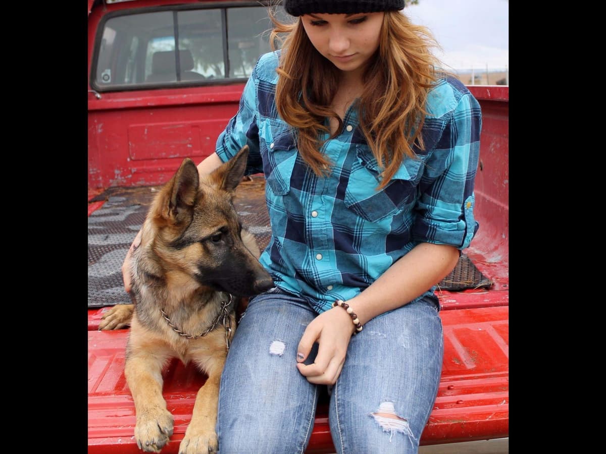 German Shepherd Puppies-unmatched quality, temperament, and purpose. breeder image 31