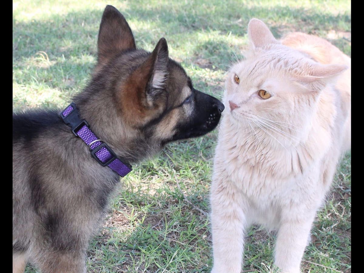 German Shepherd Puppies-unmatched quality, temperament, and purpose. breeder image 33