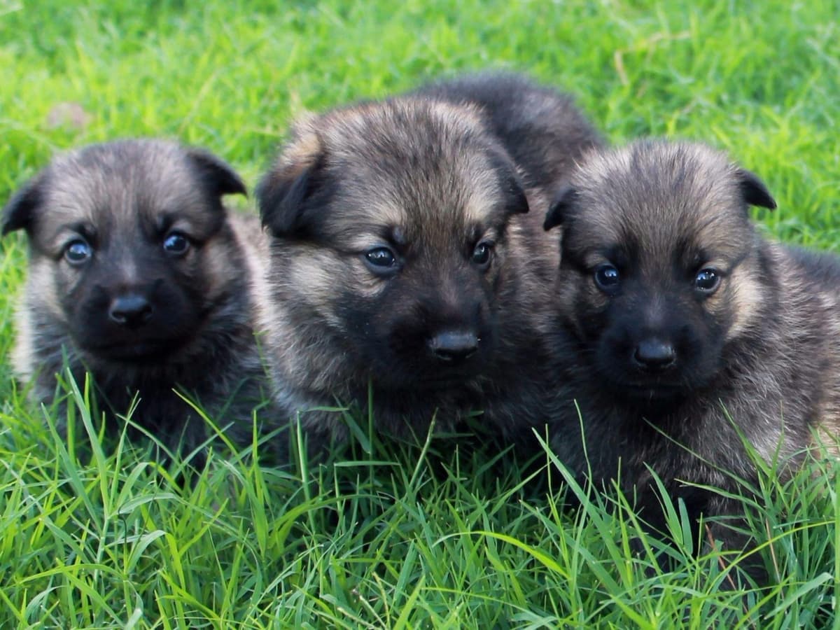 German Shepherd Puppies-unmatched quality, temperament, and purpose. breeder image 34