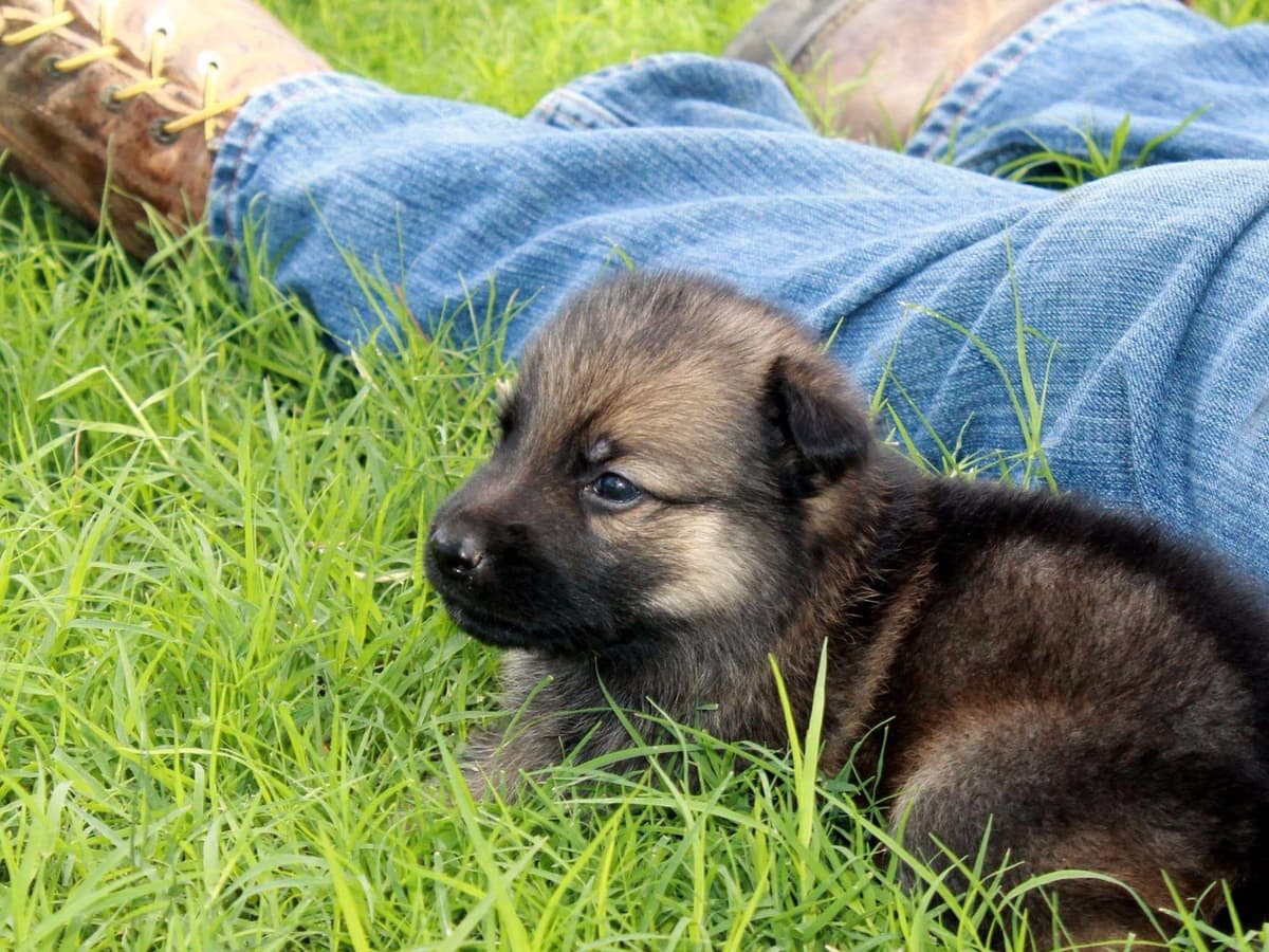 German Shepherd Puppies-unmatched quality, temperament, and purpose. breeder image 35