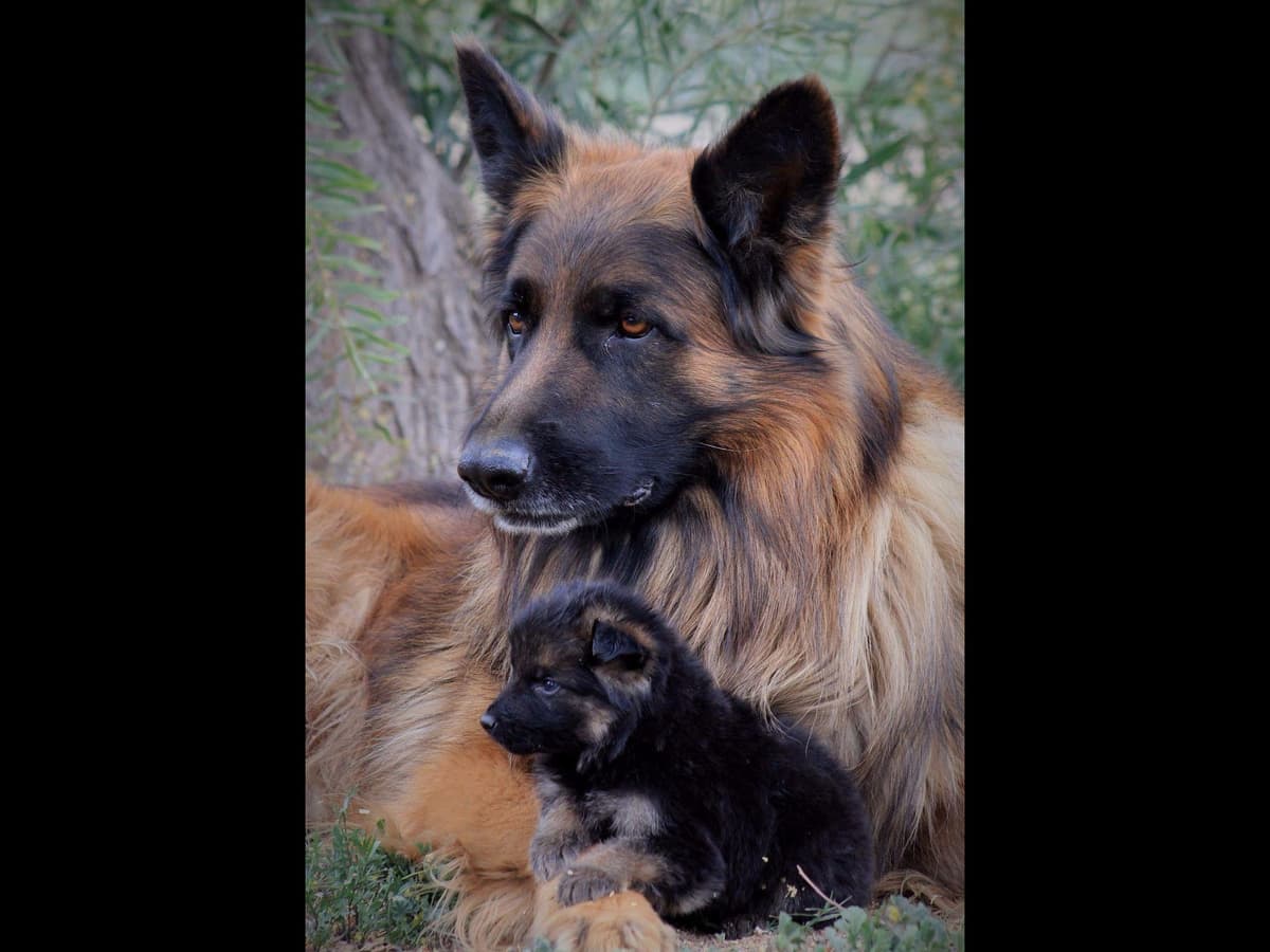 German Shepherd Puppies-unmatched quality, temperament, and purpose. breeder image 2