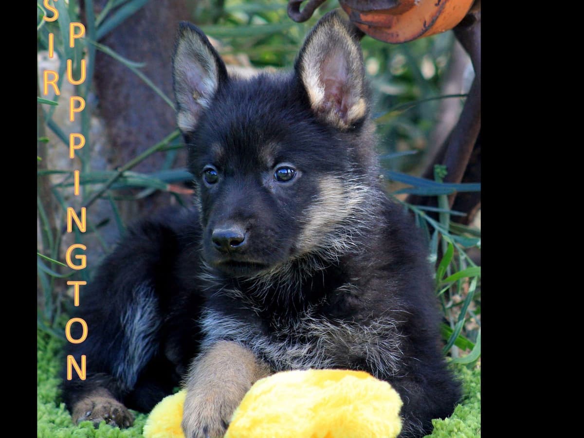 German Shepherd Puppies-unmatched quality, temperament, and purpose. breeder image 41
