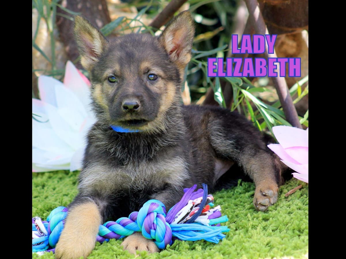 German Shepherd Puppies-unmatched quality, temperament, and purpose. breeder image 42