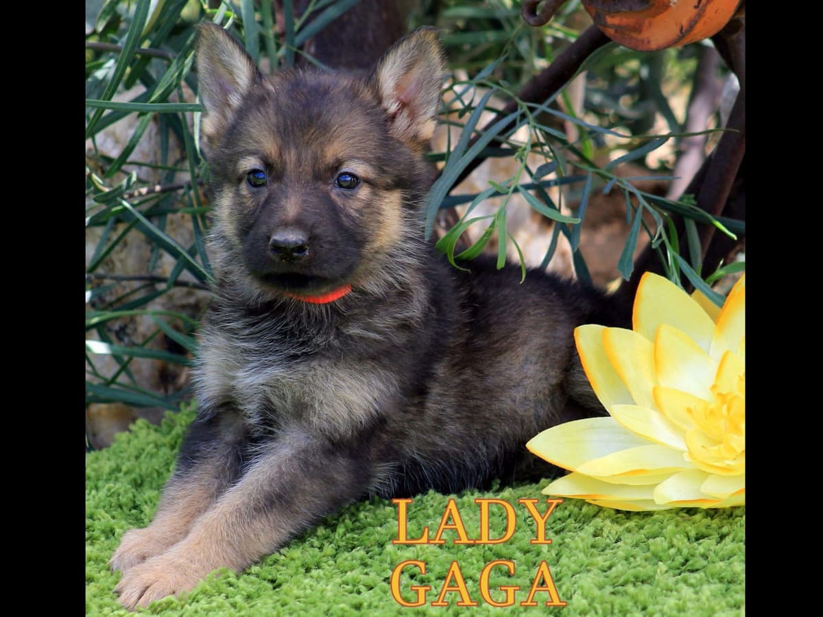 German Shepherd Puppies-unmatched quality, temperament, and purpose. breeder image 43