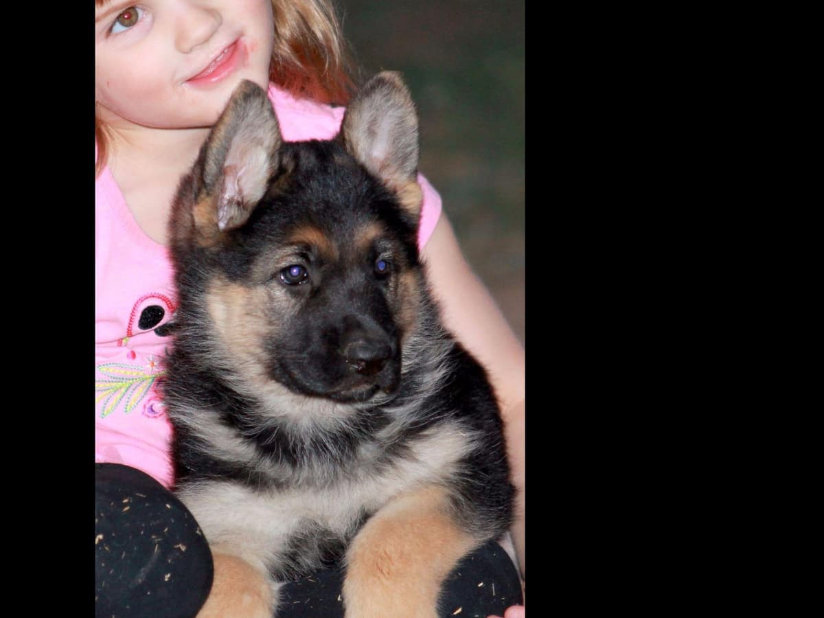 German Shepherd Puppies-unmatched quality, temperament, and purpose. breeder image 44