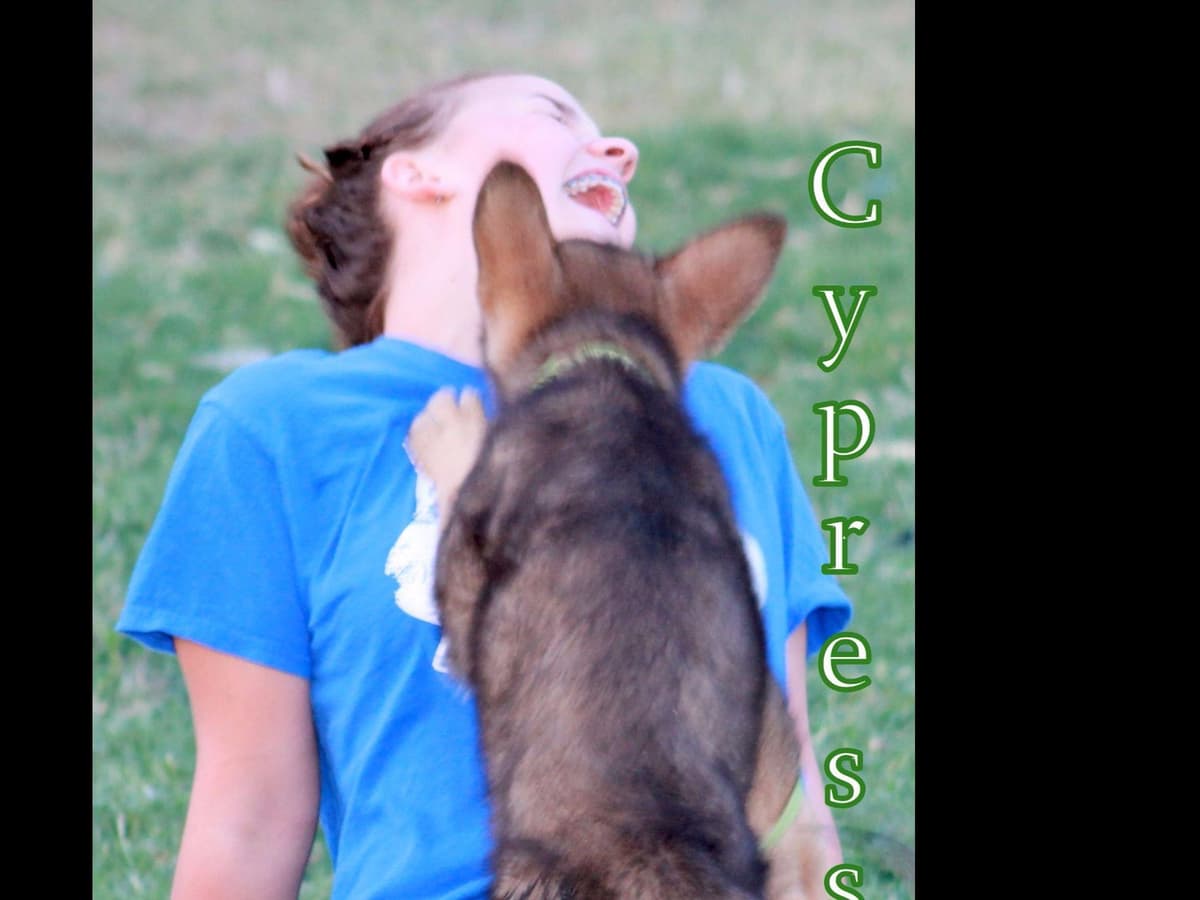 German Shepherd Puppies-unmatched quality, temperament, and purpose. breeder image 45