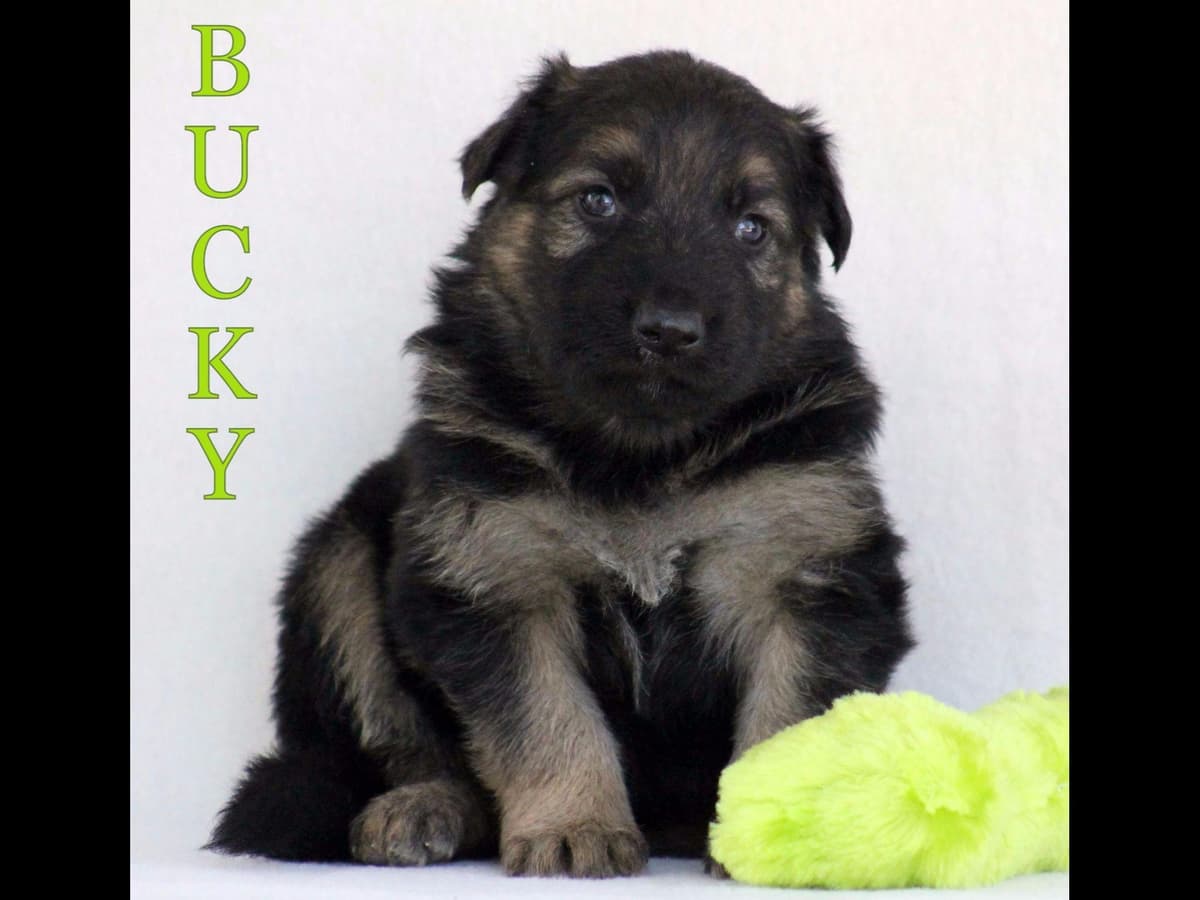 German Shepherd Puppies-unmatched quality, temperament, and purpose. breeder image 47