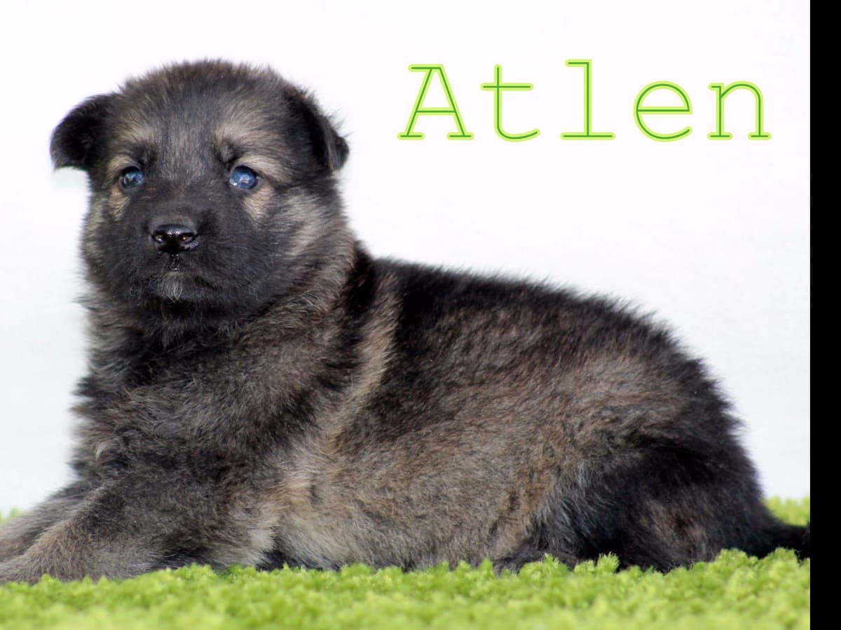 German Shepherd Puppies-unmatched quality, temperament, and purpose. breeder image 48
