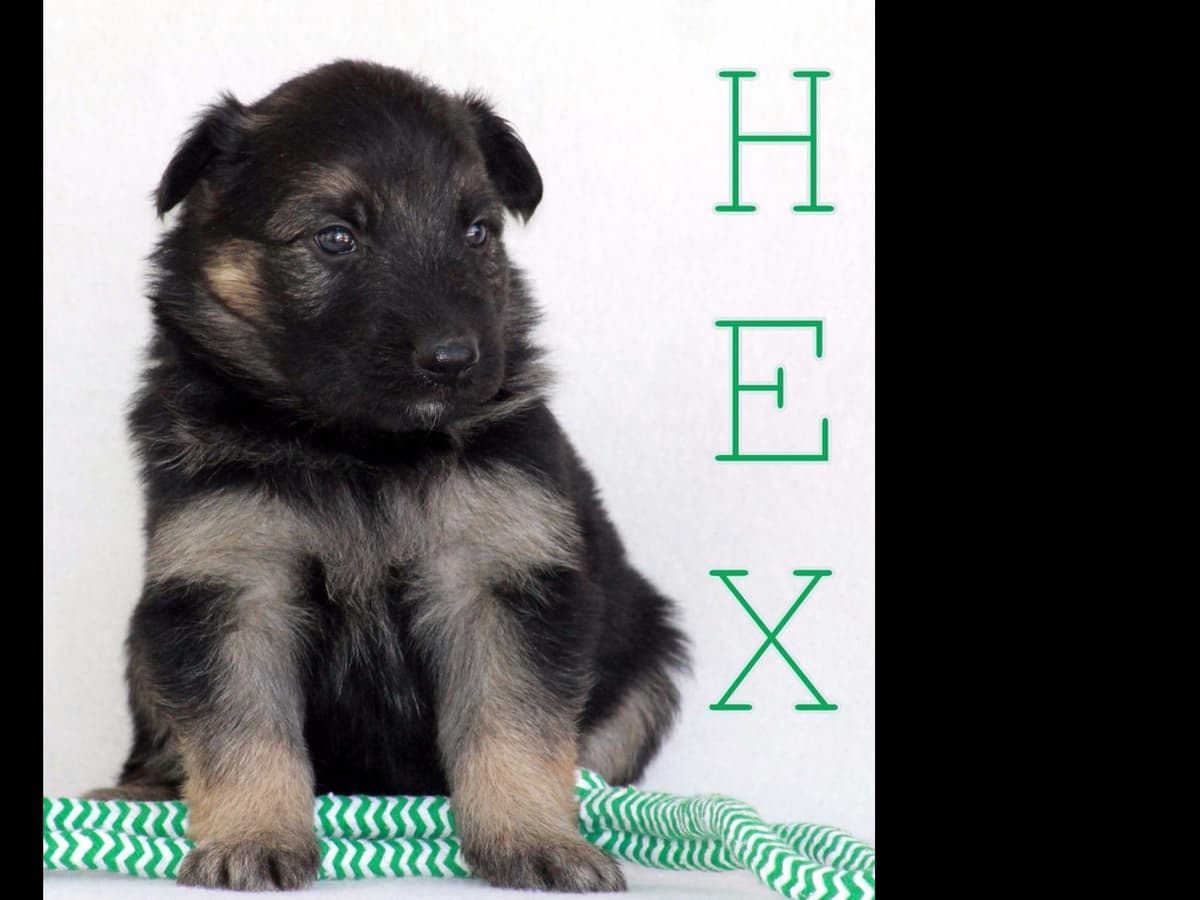 German Shepherd Puppies-unmatched quality, temperament, and purpose. breeder image 50