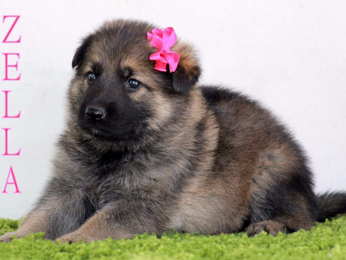 German Shepherd Puppies-unmatched quality, temperament, and purpose. breeder image 52