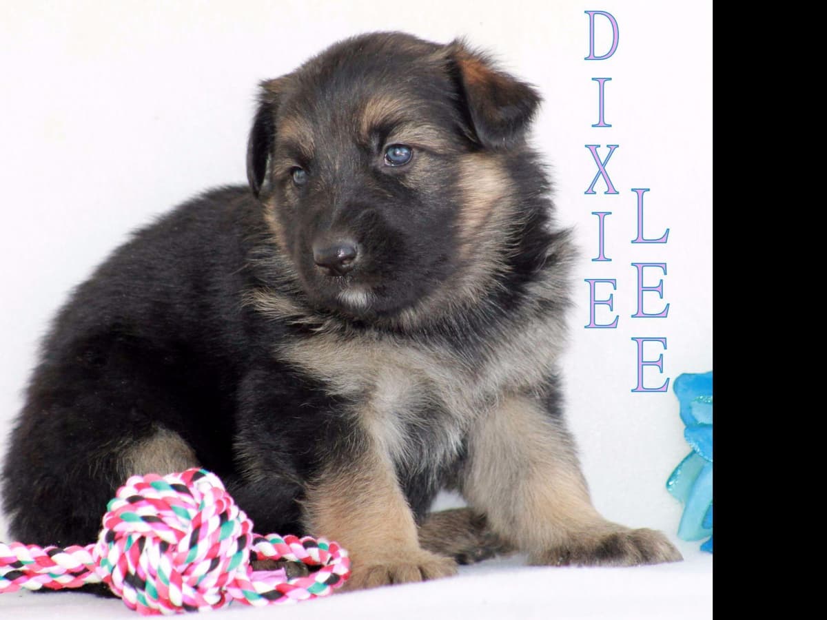 German Shepherd Puppies-unmatched quality, temperament, and purpose. breeder image 53