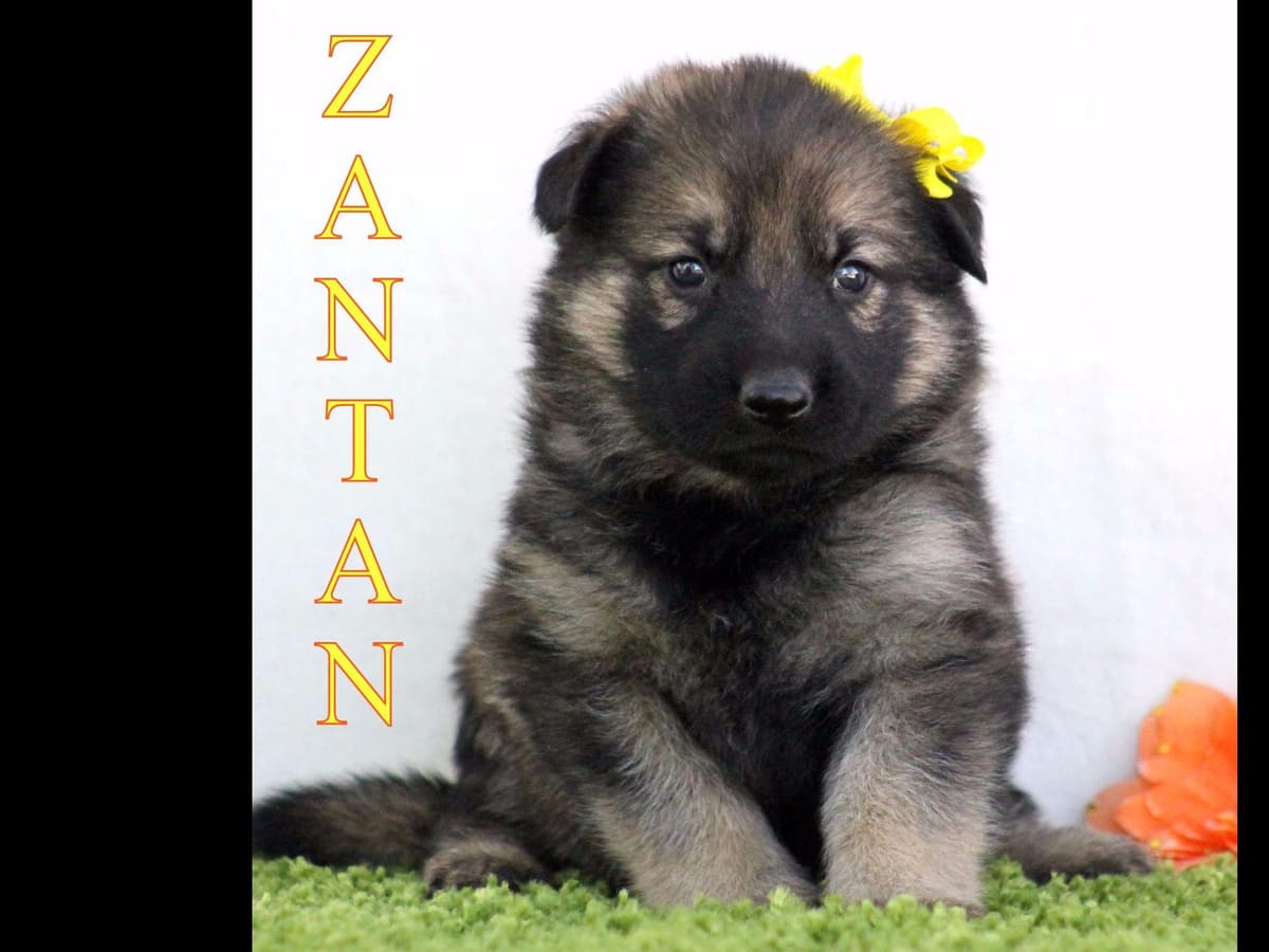German Shepherd Puppies-unmatched quality, temperament, and purpose. breeder image 54