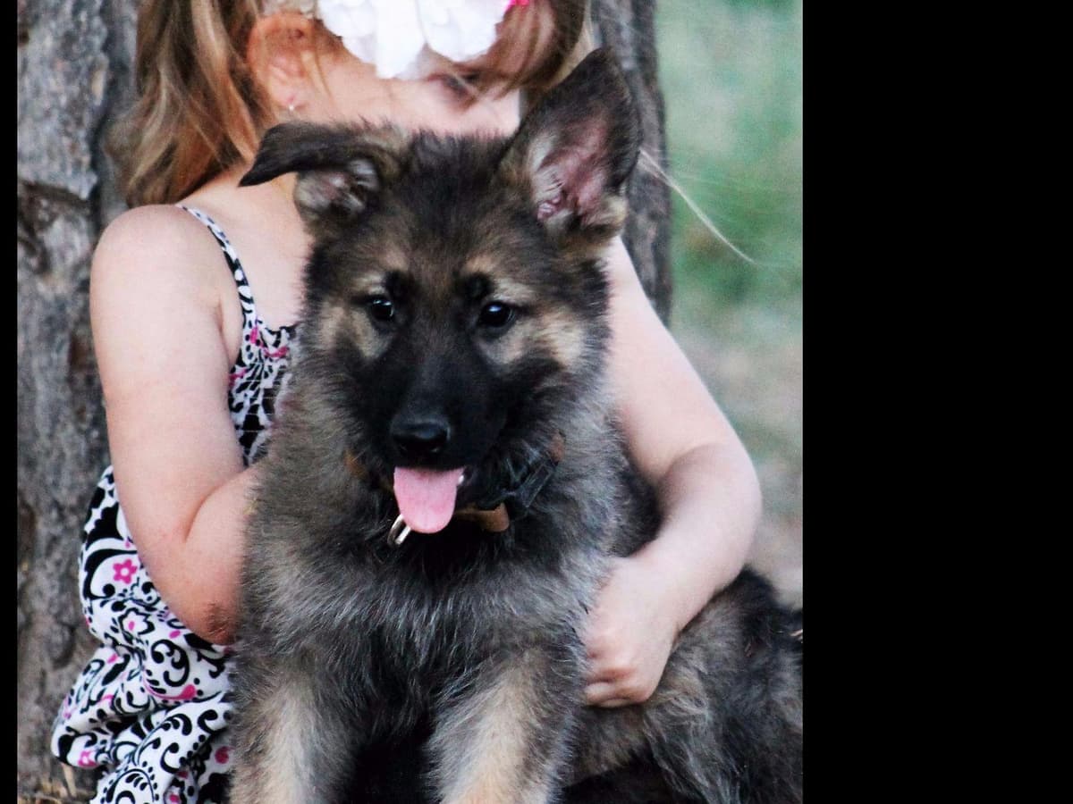 German Shepherd Puppies-unmatched quality, temperament, and purpose. breeder image 55