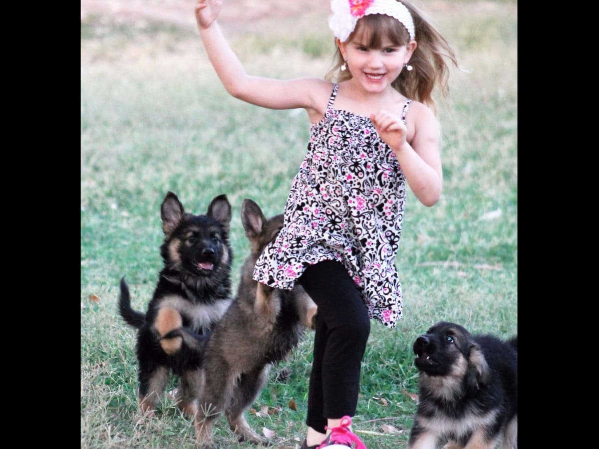 German Shepherd Puppies-unmatched quality, temperament, and purpose. breeder image 56