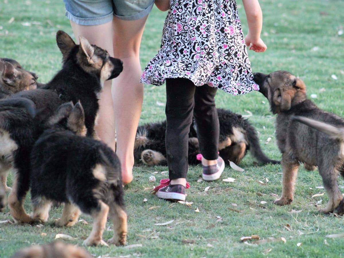German Shepherd Puppies-unmatched quality, temperament, and purpose. breeder image 57