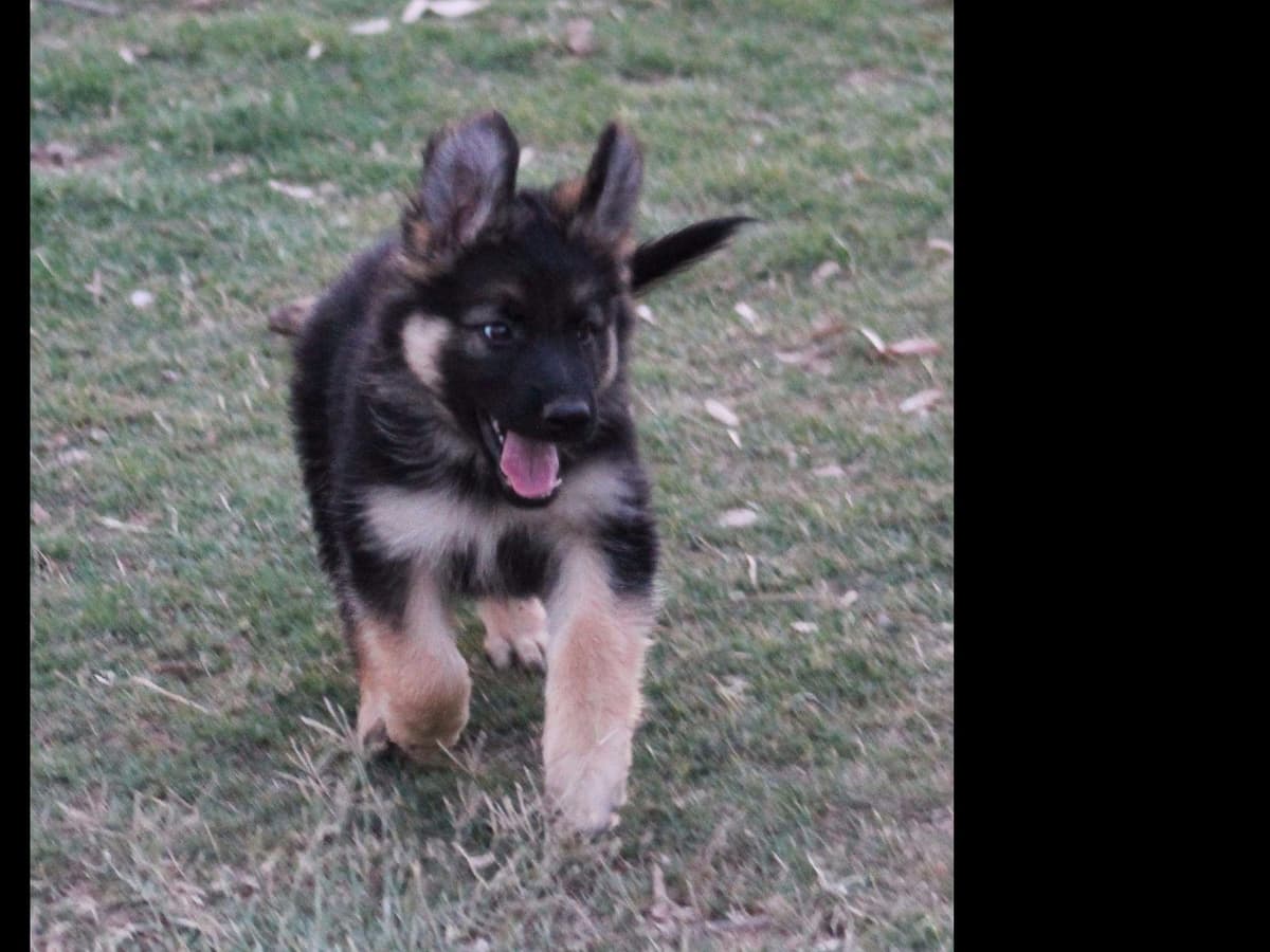 German Shepherd Puppies-unmatched quality, temperament, and purpose. breeder image 58