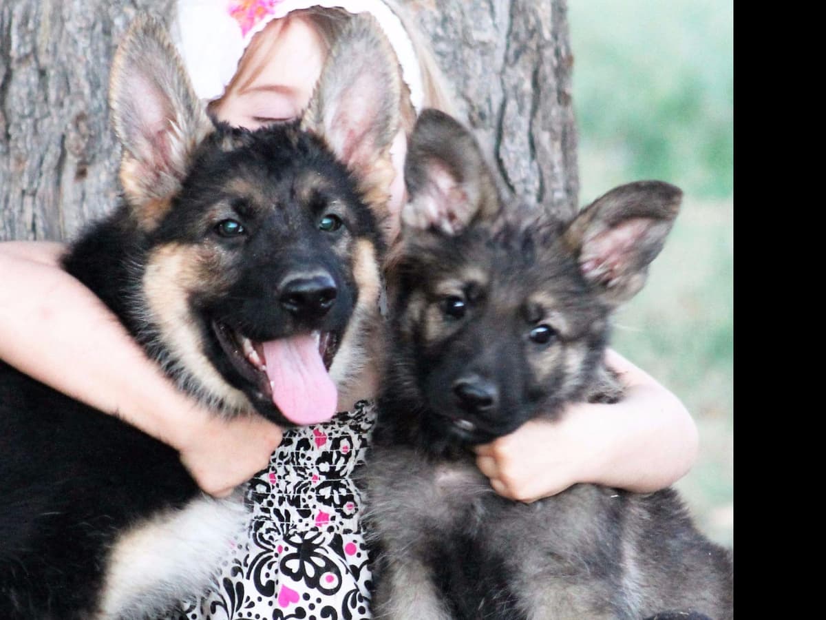 German Shepherd Puppies-unmatched quality, temperament, and purpose. breeder image 59