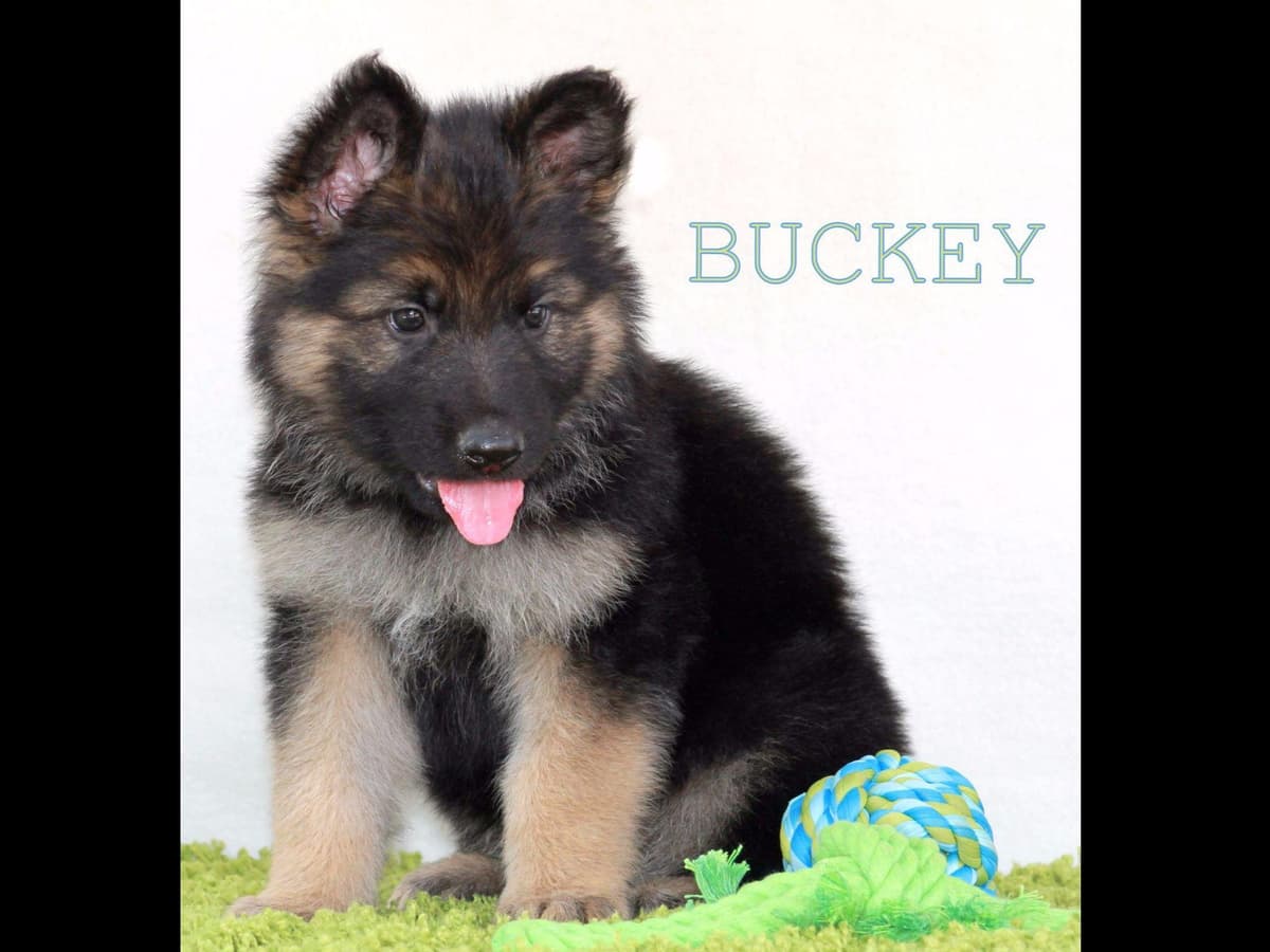 German Shepherd Puppies-unmatched quality, temperament, and purpose. breeder image 61