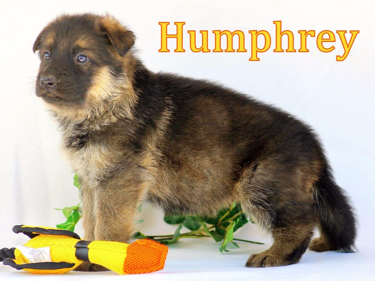 German Shepherd Puppies-unmatched quality, temperament, and purpose. breeder image 62